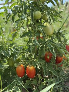 Tomates